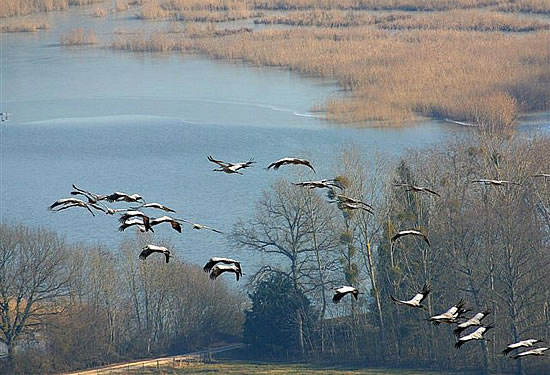 Le paradis des oiseaux au Lac du Der - Migration des Grues
